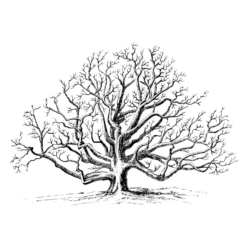 Walnut Tree Vintage Illustration